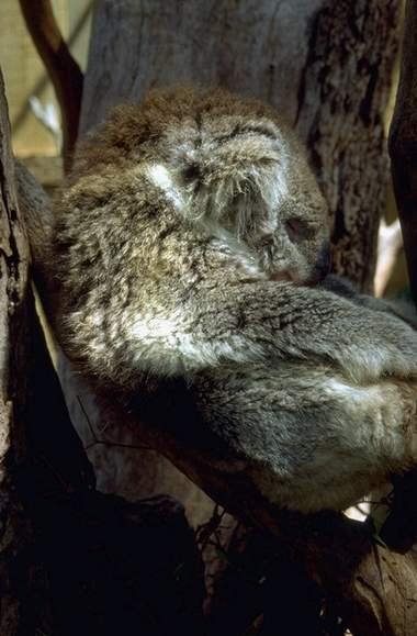 Коала